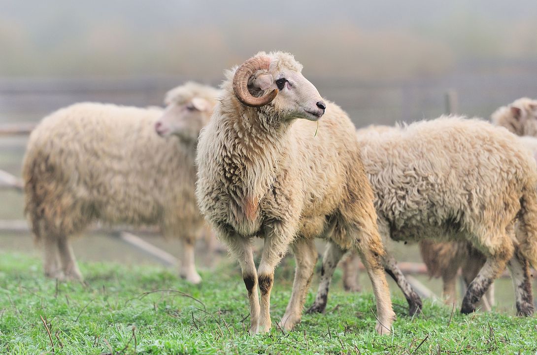Sheep on a farm in fog