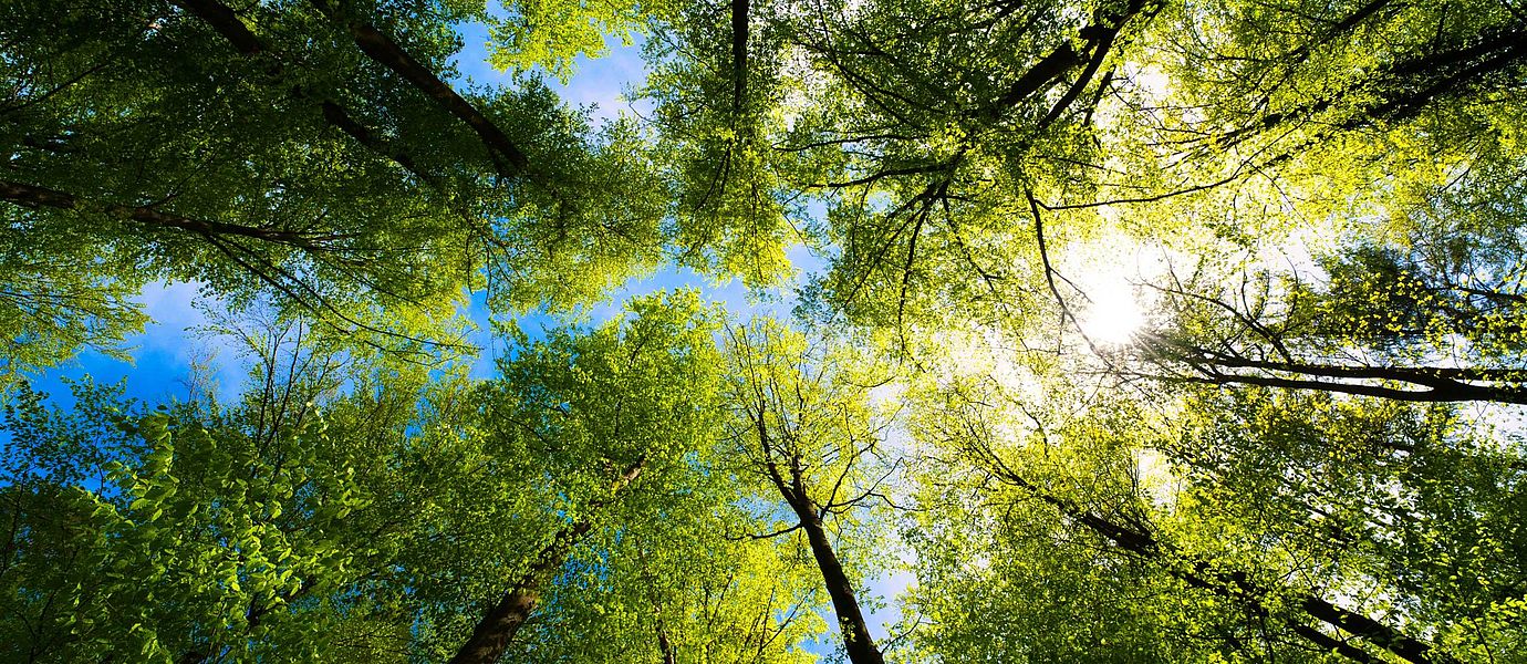 [Translate to Deutsch:] The sun breaking through the treetops in a forest