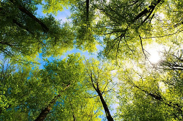 [Translate to Deutsch:] The sun breaking through the treetops in a forest