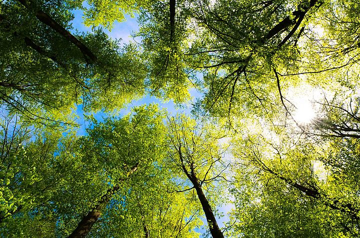 [Translate to Deutsch:] The sun breaking through the treetops in a forest